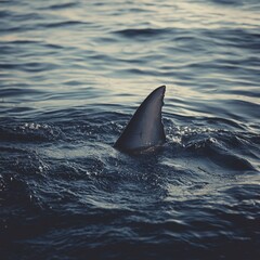 Fototapeta premium Shark fin in the ocean