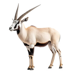 A majestic antelope with distinctive horns, showcasing its beauty and grace in a natural setting, perfect for wildlife enthusiasts.