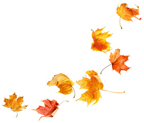 Falling autumn maple leaves on white isolated background