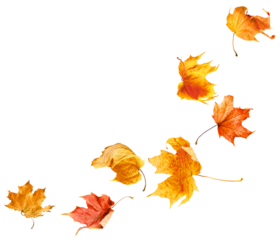 Falling autumn maple leaves on white isolated background