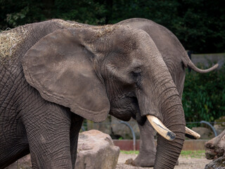Majestic Elephant in a Zoo Habitat