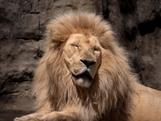 Big male lion in the zoo