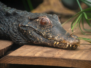 Alligator in the zoo close up