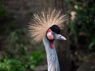 Detailed Portrait of a Graceful Crane
