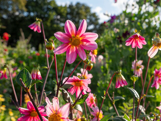 Fototapeta premium Flowers in bloom in a flower garden