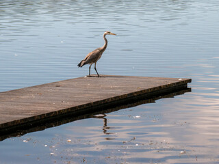 Purple Heron Perched on a Pier by a Serene Lake