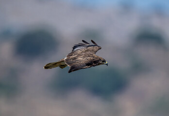 black kite in natural conditions in summer on the island of Crete in Greece