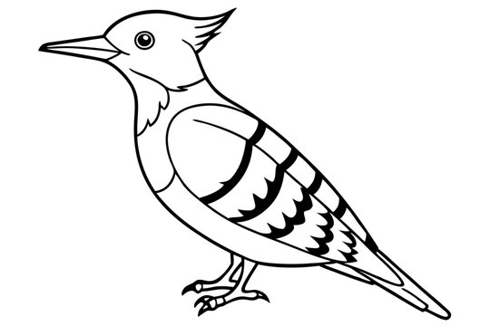 recommend clip art: Fulvous breasted woodpecker  line art