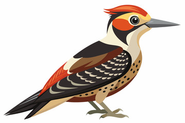 Fototapeta premium Fulvous breasted woodpecker vector illustration 