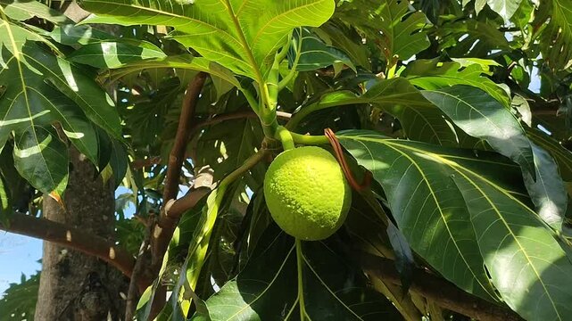 branch of sukun tree with leaves in the garden
