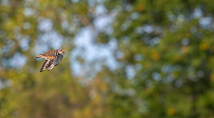 Killdeer flies past a forest of trees in summer.