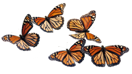 Butterflies isolated on transparent background, PNG