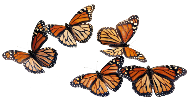 Butterflies isolated on transparent background, PNG