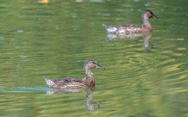 Closeup of a female mallard duck, her feathers wet from bathing, as she swims in a lake.