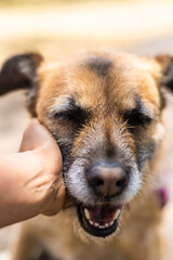 PERRO DE RAZA MIXTA FELIZ POR RECIBIR CARIÑO DE UN HUMANO - CUIDADO DE MASCOTAS