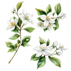 Fototapeta premium flowers on white background