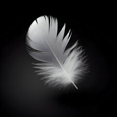 white feather on black background