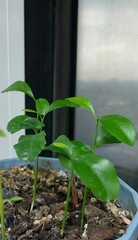 plant in the garden, seedling in a pot, Young plant in pot