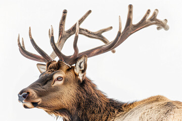 a deer with antlers on its head and a white background