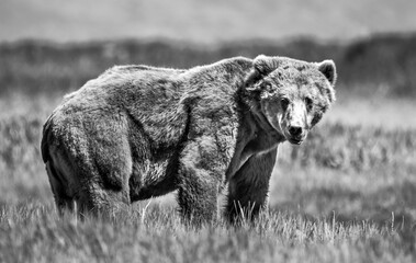 Grizzly Bear in Hallo Bay, Katmair near Aleutian Range, Alaska, U.S