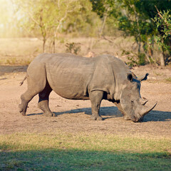Obraz premium Rhino, conservation and eating in nature for survival, poaching prevention or safe environment. Endangered species, ecosystem or animal in safari for risk awareness in wildlife reserve in Africa