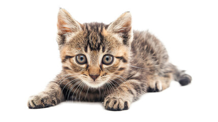 kitty isolated on transparent background, PNG