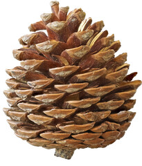 real isolated pinecone photo cutout