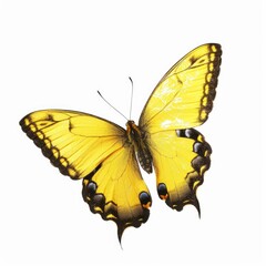 Fototapeta premium butterfly on white background