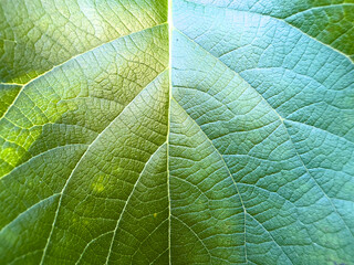 close-up green leaf texture