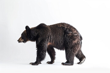 Fototapeta premium a bear walking across a white surface