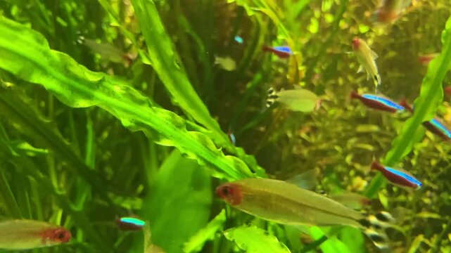 cardinal neon fish in the aquarium. On green