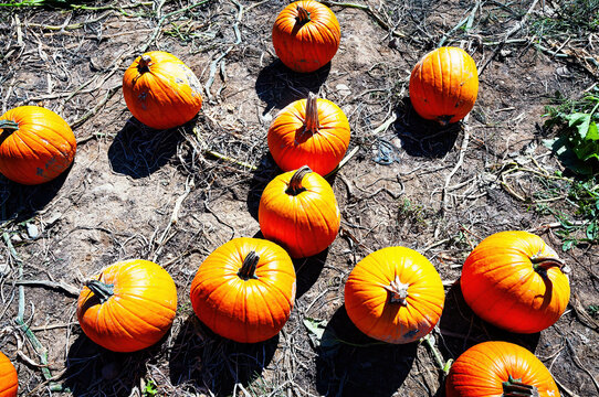 Pumpkin patch pumpkins