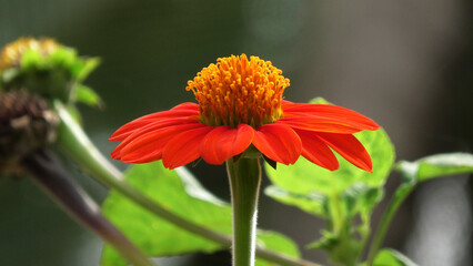 Red Mexican sunflower with large petals in closeup
