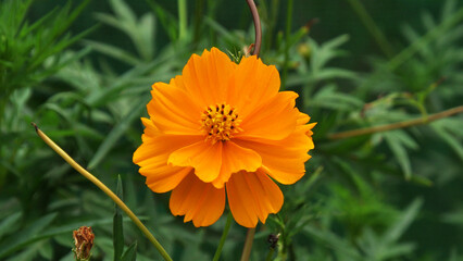 Sulfur cosmos flower plant in bloom