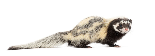 Side view of Saharan striped polecat, Ictonyx libycus, isolated on white