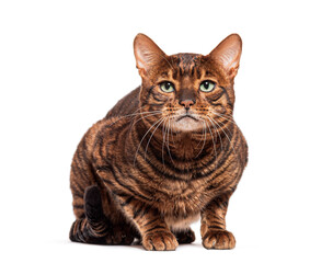 Brown toyger cat sitting and looking at camera on white background