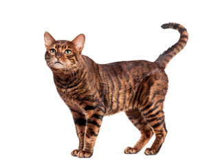 Curious toyger cat standing on a white background
