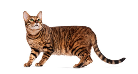Toyger cat walking and looking up on white background