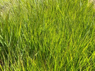 Green Fresh Summer Grass Background