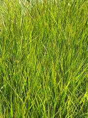 Green Fresh Summer Grass Background