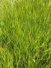 Green Fresh Summer Grass Background