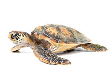 Fototapeta premium a turtle is sitting on a white surface