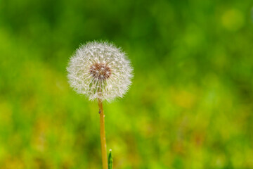 White dandelion