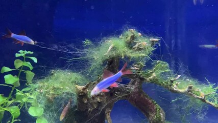 Underwater shot of a fish labeo frenatus glofish on green. Albino Red-fin Shark, Albino Rainbow Sharkminnow, Epalzeorhynchos frenatum Labeo frenatus