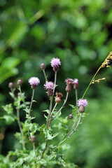 Fototapeta premium Closeup of Creeping Thistle flowers, Derbyshire England 