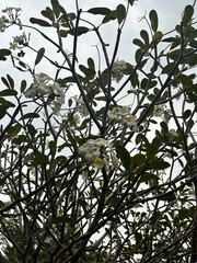 Frangipani Tree with White Flowers - Tropical Blossom Stock Photo | Plumeria Tree Against Cloudy Sky - Exotic Flower Stock Image | Close-up of White Plumeria Flowers - Fragrant Tropical Tree | 