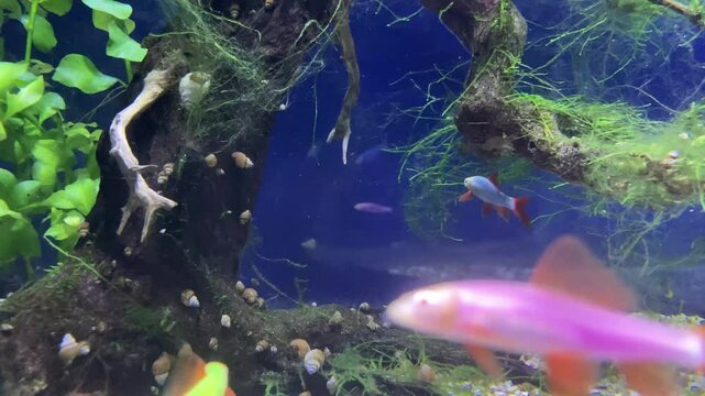 Underwater shot of a fish labeo frenatus glofish on green. Albino Red-fin Shark, Albino Rainbow Sharkminnow, Epalzeorhynchos frenatum Labeo frenatus