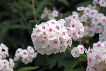 Closeup of sunlit white and pink Garden Phlox flowers, Derbyshire England

