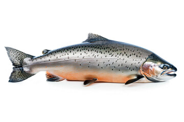 Naklejka premium a fish that is sitting on a white surface