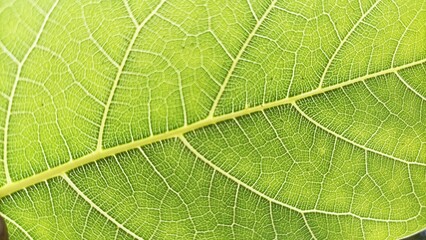 green leaf texture